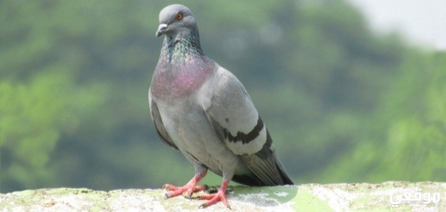 تفسير حلم رؤية ذبح الحمام في المنام