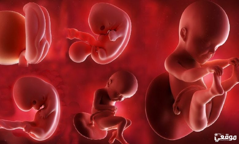 تفسير حلم موت الجنين للحامل في المنام