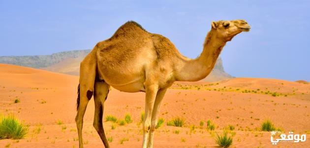 تفسير رؤية رمز الجمل في المنام ودلالاته كاملة
