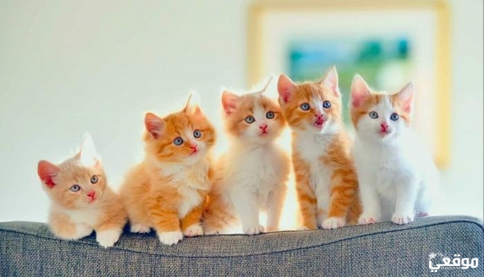 حكم بيع وشراء القطط