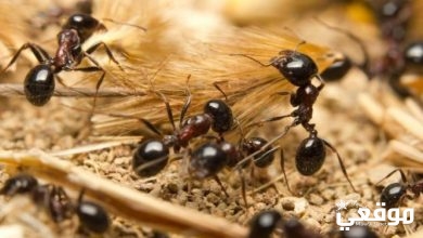 علاج النمل الاسود في البيت بـ 6 طرق