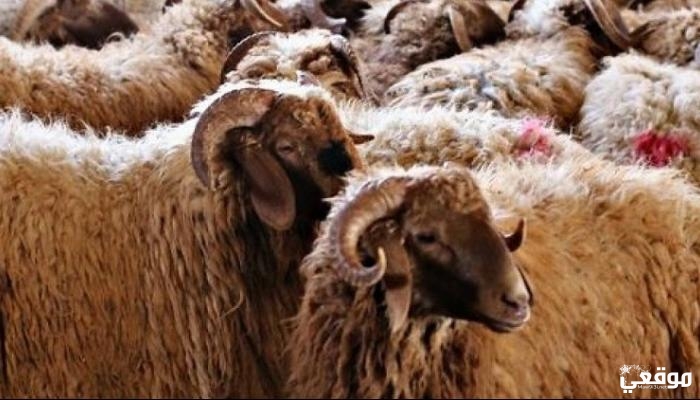 ما حكم الاشتراك في الاضحية لأكثر من واحد إبن باز