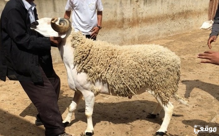 موضوع تعبير عن عيد الأضحى