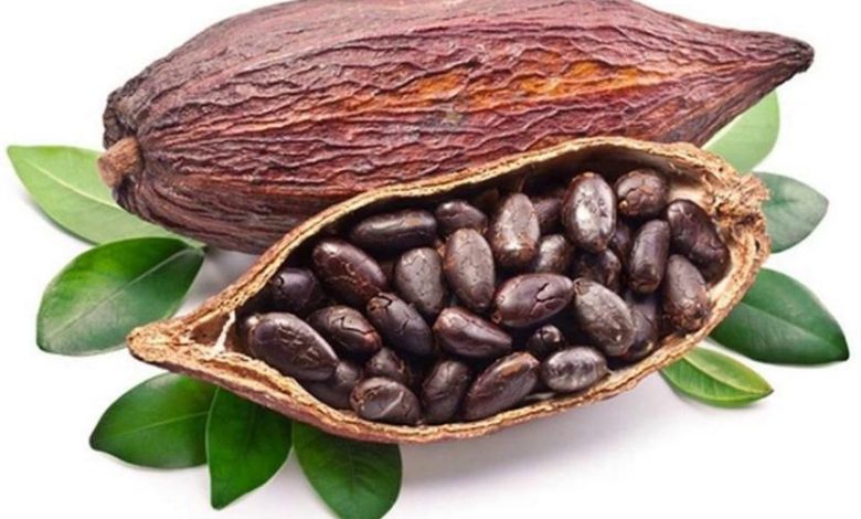 السعرات الحرارية في الكاكاو