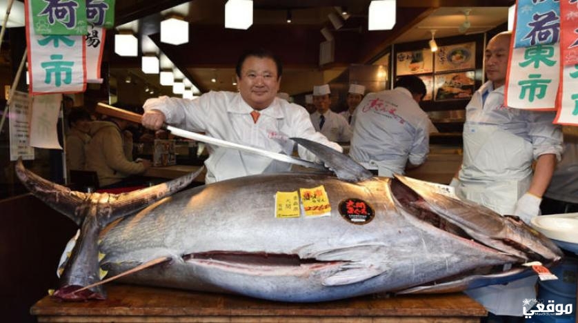 سمكة التونة اليابانية