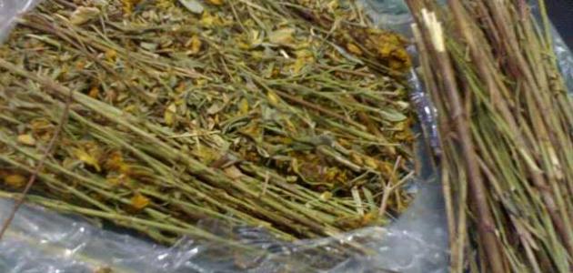 متى يبدأ مفعول عشبة المدينة