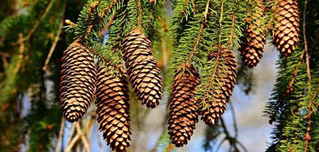 فوائد المخروطيات للانسان والبيئة وأهميتها