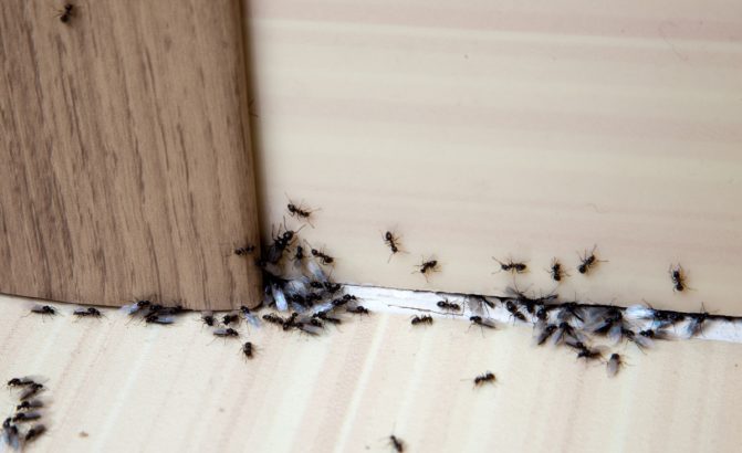 تفسير حلم النمل في دورة المياه في المنام