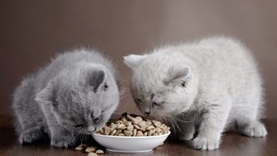 جدول اكل القطط الصغيرة