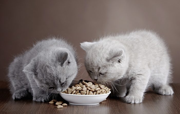 جدول اكل القطط الصغيرة