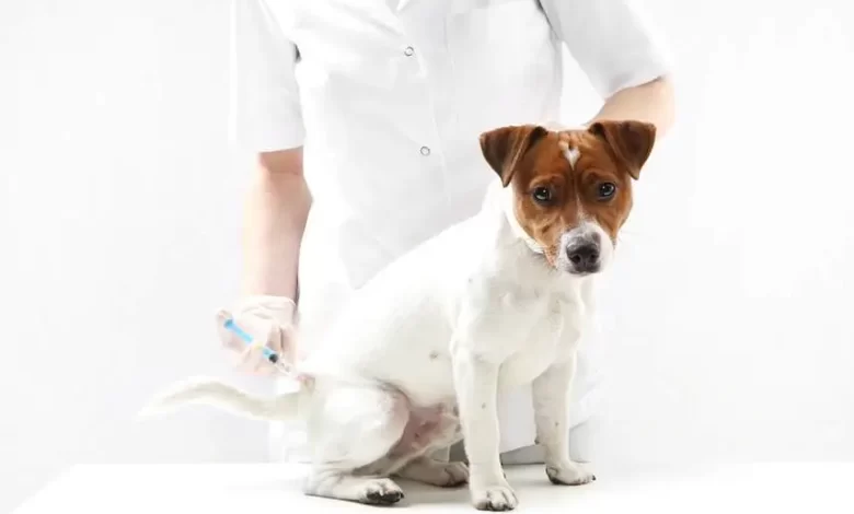 أمراض الكلاب التي تنتقل للإنسان وطرق الوقاية منها